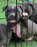 Pink collar, a female American Bully for sale in Palm Coast, FL – Photo 2 of 2