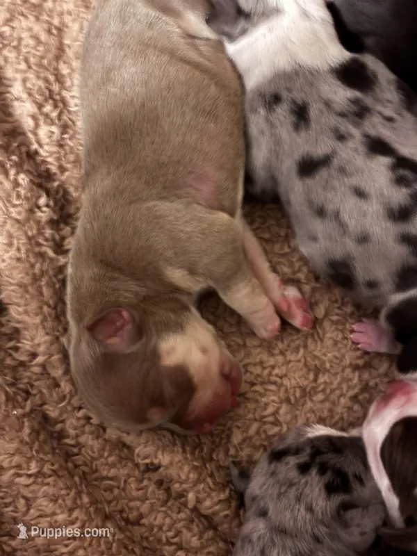 Tri color/merle Babies – American Bully puppy for sale in Palm Coast, FL