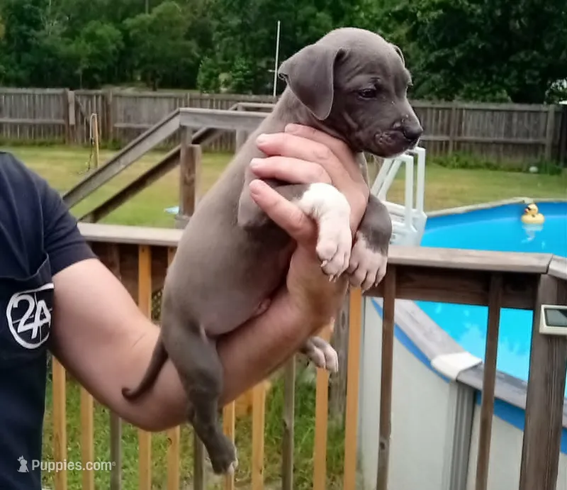 Baby boy blue – American Bully puppy for sale in Palm Coast, FL