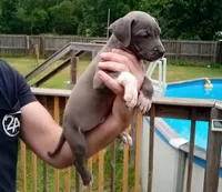 Baby boy blue, a male American Bully for sale in Palm Coast, FL – 1 of 1