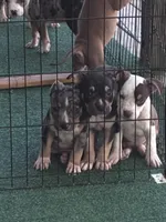 Loki, a male American Bully for sale in Palm Coast, FL – 4 of 4