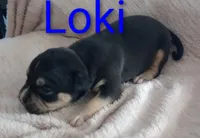 Loki, a male American Bully for sale in Palm Coast, FL – 2 of 2