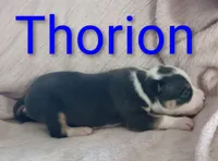 Thorion, a male American Bully for sale in Palm Coast, FL – 2 of 2