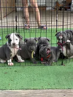 Yellow collar, a female American Bully for sale in Palm Coast, FL – Photo 2 of 2