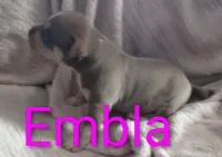 Embla, a female American Bully for sale in Palm Coast, FL – 1 of 2