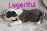 Lagertha, a female American Bully for sale in Palm Coast, FL – 2 of 2