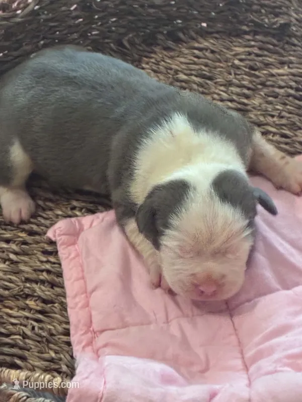 Gaia – American Bully puppy for sale in Palm Coast, FL