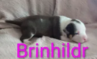 Brinhildr, a male American Bully for sale in Palm Coast, FL – 2 of 2
