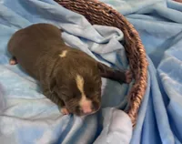 Bragi, a male American Bully for sale in Palm Coast, FL – 1 of 1