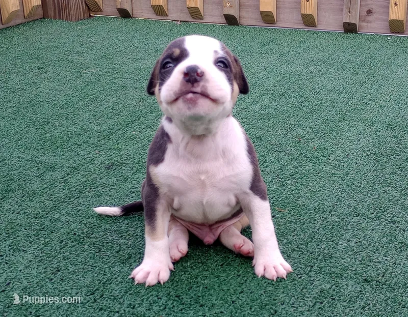 Thorion – American Bully puppy for sale in Palm Coast, FL