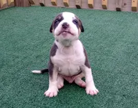 Thorion, a male American Bully for sale in Palm Coast, FL – 1 of 2