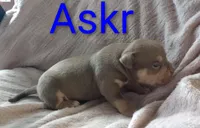 Askr, a male American Bully for sale in Palm Coast, FL – 2 of 2