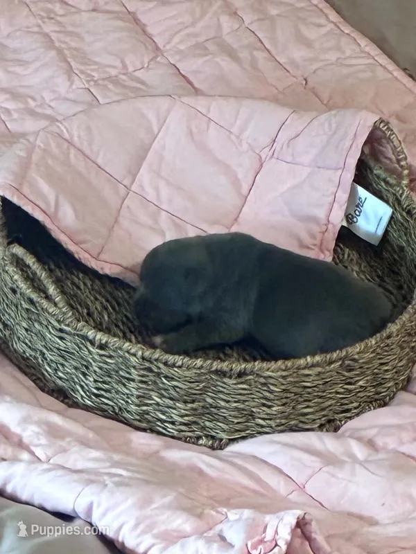 Sif – American Bully puppy for sale in Palm Coast, FL