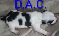 DAC , a male American Bully for sale in Palm Coast, FL – 1 of 2