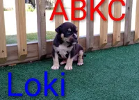 Loki, a male American Bully for sale in Palm Coast, FL – 2 of 4
