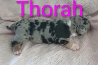 Thora, a female American Bully for sale in Palm Coast, FL – 1 of 2