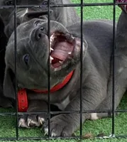 Red Collar, a male American Bully for sale in Palm Coast, FL – Photo 2 of 2