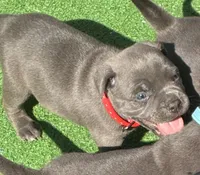 Red Collar, a male American Bully for sale in Palm Coast, FL – Photo 1 of 2