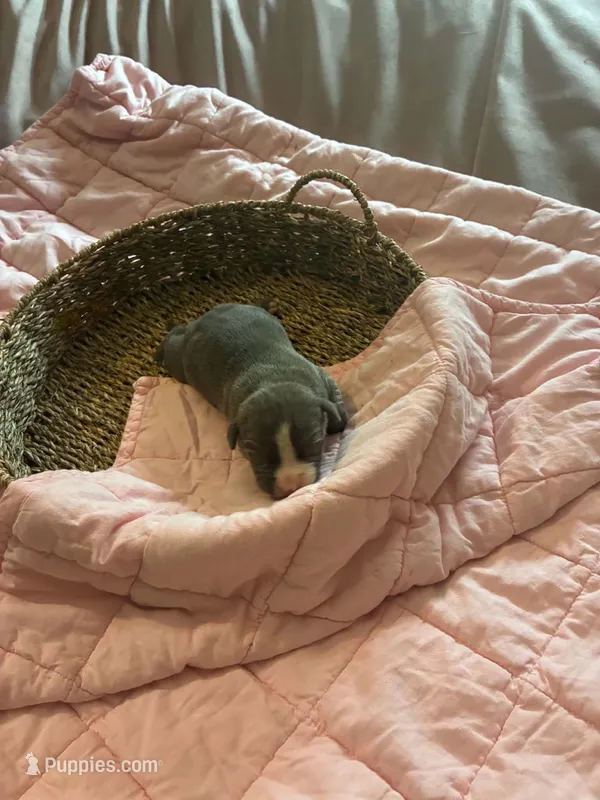 Idin – American Bully puppy for sale in Palm Coast, FL
