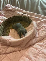 Idin, a female American Bully for sale in Palm Coast, FL – 1 of 1