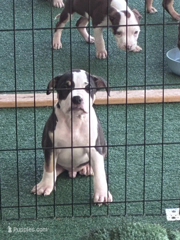 Thorion – American Bully puppy for sale in Palm Coast, FL