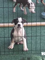 Thorion, a male American Bully for sale in Palm Coast, FL – 3 of 3