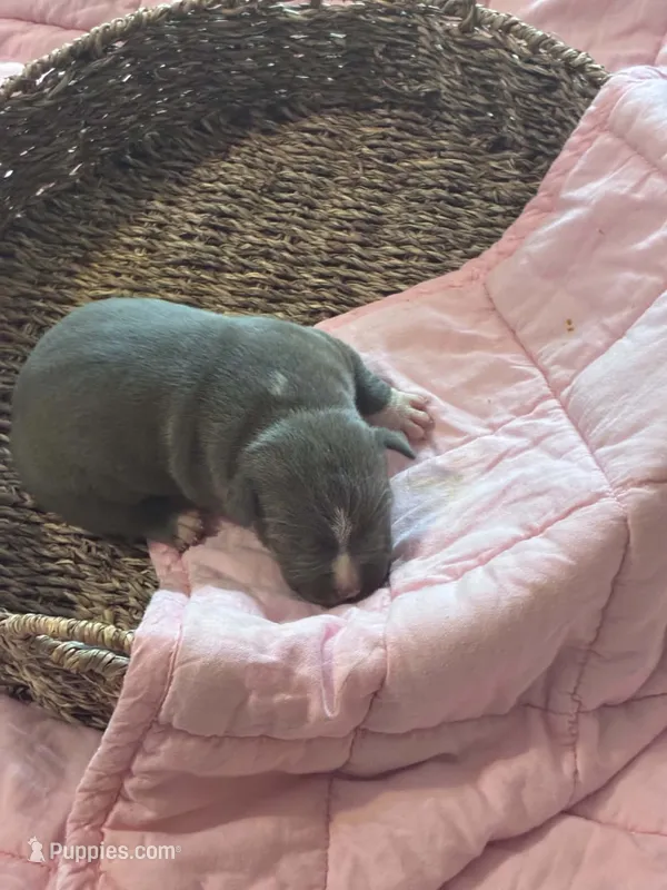 Sigrid – American Bully puppy for sale in Palm Coast, FL