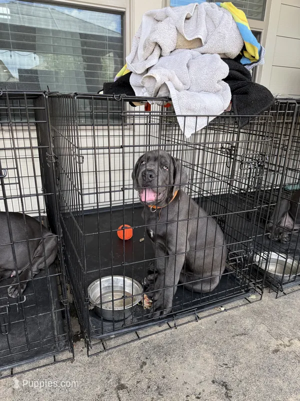 Otis (orange collar) – Cane Corso puppy for sale in San Antonio, TX