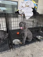 Otis (orange collar), a male Cane Corso for sale in San Antonio, TX – 1 of 3