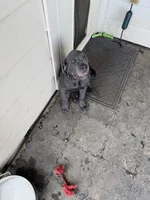 Gizmo (green collar), a male Cane Corso for sale in San Antonio, TX – 1 of 6
