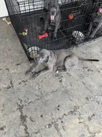 Gizmo (green collar), a male Cane Corso for sale in San Antonio, TX – 6 of 6