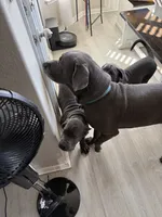 Rosco (red collar), a male Cane Corso for sale in San Antonio, TX – 4 of 7