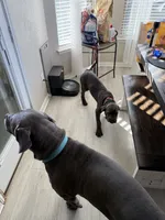 Rosco (red collar), a male Cane Corso for sale in San Antonio, TX – 5 of 7
