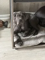 Beast (blue collar) , a male Cane Corso for sale in San Antonio, TX – 8 of 9