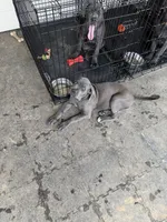 Gizmo (green collar), a male Cane Corso for sale in San Antonio, TX – 4 of 6