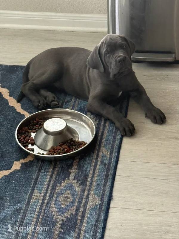 Rosco (red collar) – Cane Corso puppy for sale in San Antonio, TX