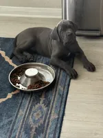 Rosco (red collar), a male Cane Corso for sale in San Antonio, TX – 1 of 7