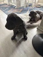 Blue collar , a male Cane Corso for sale in San Antonio, TX – 3 of 10