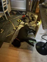 Blue collar , a male Cane Corso for sale in San Antonio, TX – 9 of 10