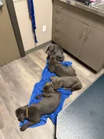 Blue collar , a male Cane Corso for sale in San Antonio, TX – 6 of 10