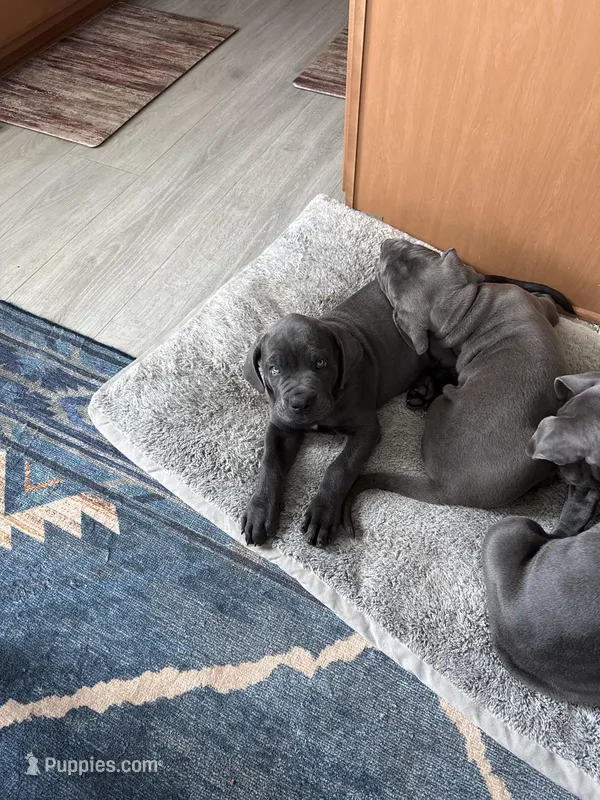 Blue collar  – Cane Corso puppy for sale in San Antonio, TX