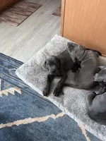 Blue collar , a male Cane Corso for sale in San Antonio, TX – 1 of 10