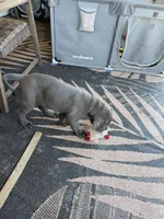 Blue collar , a male Cane Corso for sale in San Antonio, TX – 8 of 10