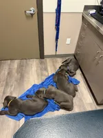 Blue collar , a male Cane Corso for sale in San Antonio, TX – 5 of 10