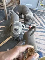 Blue collar , a male Cane Corso for sale in San Antonio, TX – 4 of 10