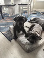 Blue collar , a male Cane Corso for sale in San Antonio, TX – 2 of 10