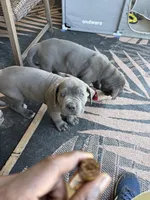 Blue collar , a male Cane Corso for sale in San Antonio, TX – 7 of 10