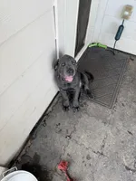 Gizmo (green collar), a male Cane Corso for sale in San Antonio, TX – 3 of 6