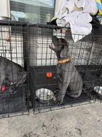 Otis (orange collar), a male Cane Corso for sale in San Antonio, TX – 2 of 3