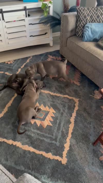 Blue collar , a male Cane Corso for sale in San Antonio, TX – 10 of 10